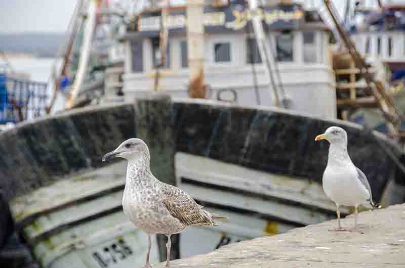 287 - Marruecos - Essaouira - puerto pesquero